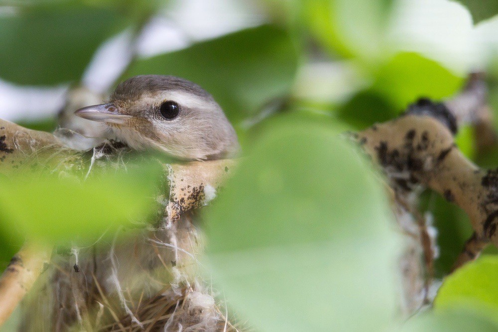 Warbling Vireo Mammoth Hot Springs by Neal Herbert is available through Public Domain.